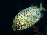 41e45e04