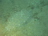 M0018090
