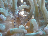 M0018085