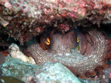 M0018067