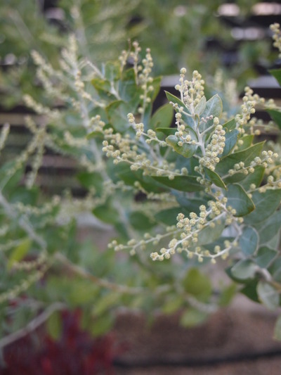 蕾膨らむ : Blue Hill -exterior & garden design-