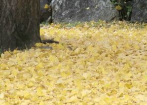 落ち葉