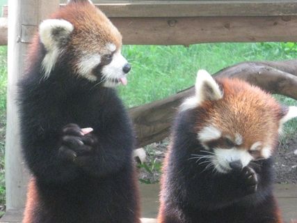 千葉市動物公園_02