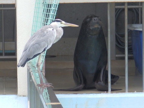 アオサギ_姫路市立動物園1