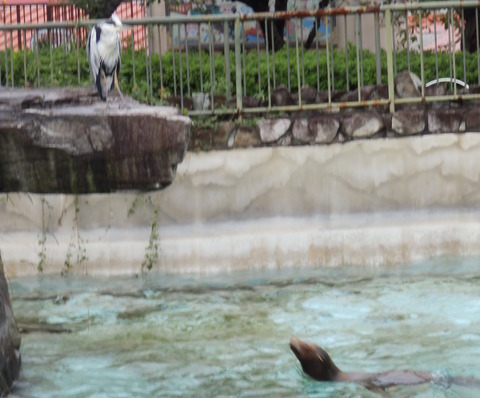 アオサギ_王子動物園