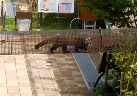 京都動物園3