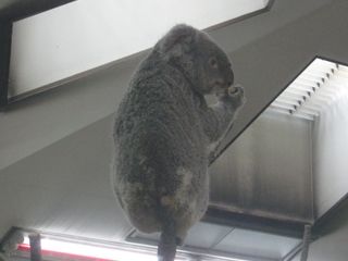 コアラ_R