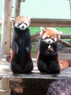 千葉市動物公園_05