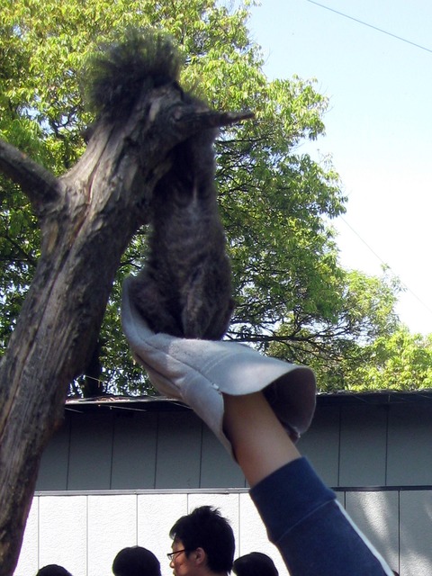 リス村1