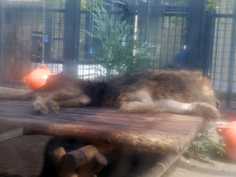京都動物園5