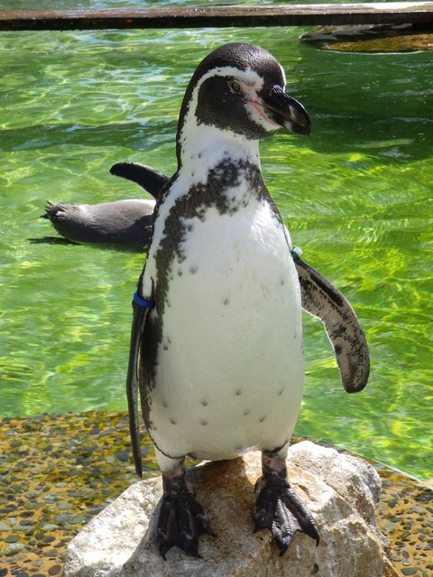 京都動物園9