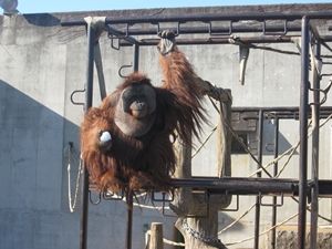 市川市動物園05