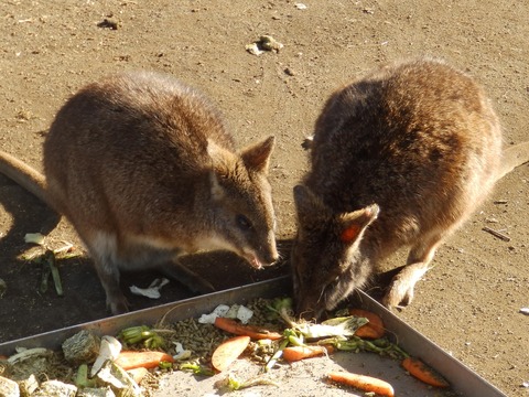 大島公園2
