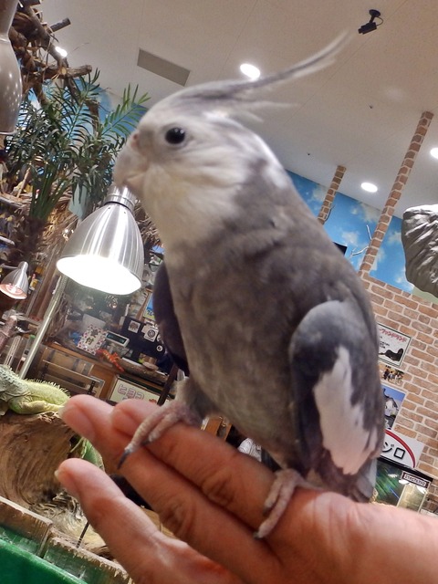 めちゃ12