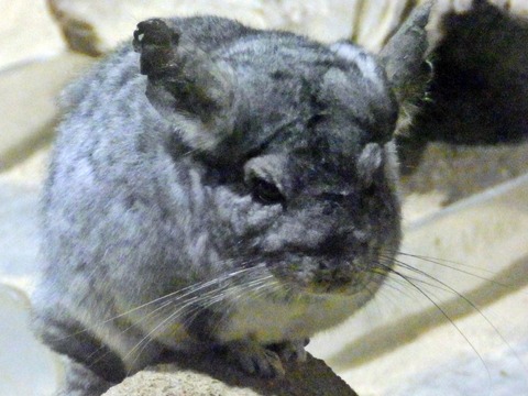 生物園069