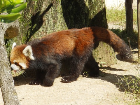 京都動物園4