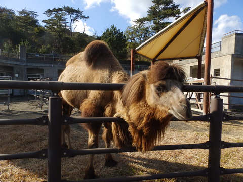 大島公園A