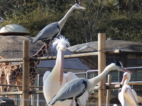 アオサギ_201602多摩動物公園