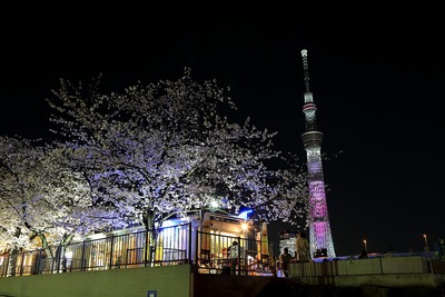 夜桜と東京スカイツリー