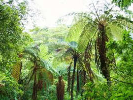 images-5