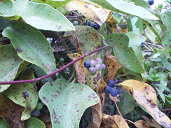 800px-Cocculus_orbiculatus3