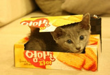 neko 2