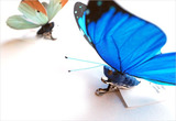 BUTTERFLY%20CLIP%20-%20MORPHO%20DIDIUS%20STYLE%201_shop1_111103