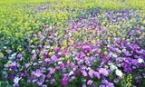 コピー ~ 0413花