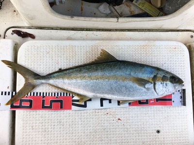 ヒラマサ特徴