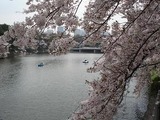 201104chidorigafuchi2