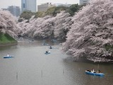 201104chidorigafuchi1