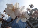 20120204sakura