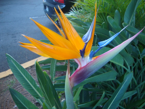 ハワイの極楽鳥花 : 楽園ハワイと私