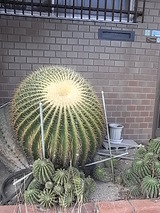 巨大