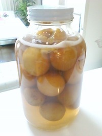 青梅酵母