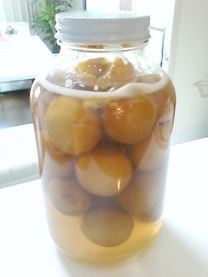 青梅酵母