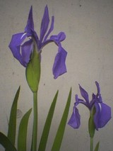 63d6ed08.jpg