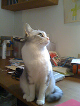 hana0301