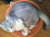 hana0826