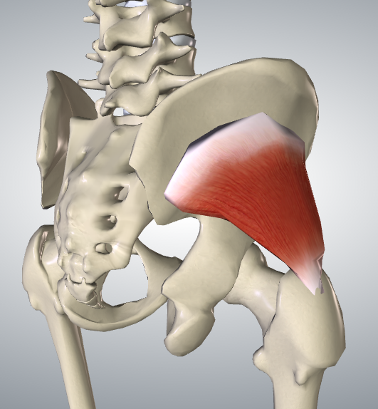 股関節後ろ 臀部 の痛みの主な原因筋