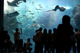 水族館