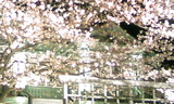 ab459566.jpg