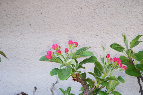 2019040306深山カイドウ