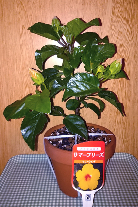 ハイビスカス盆栽　沖縄盆栽 ハイビスカス盆栽 沖縄盆栽