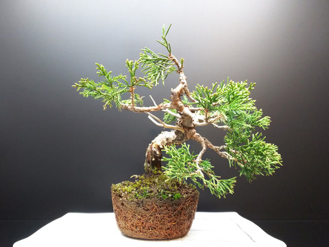 威風堂々！ 糸魚川真柏 今年春に植替えしたばかりです。いかがでしょ