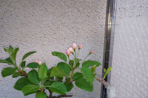 2019040305姫りんご