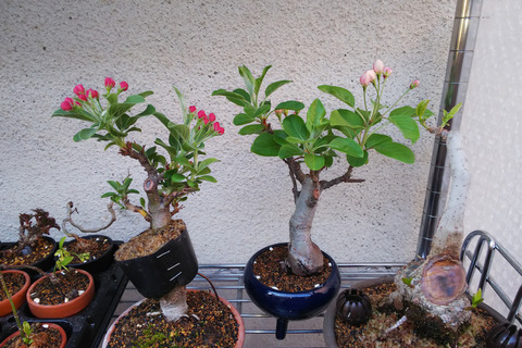 2019040304姫りんごと深山カイドウ