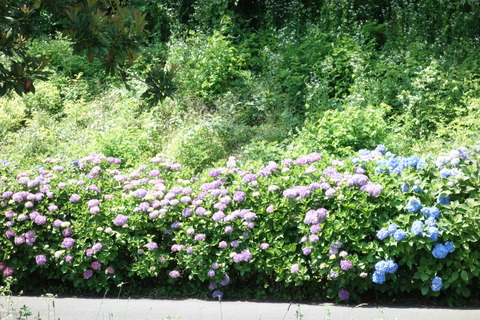 DSC04502