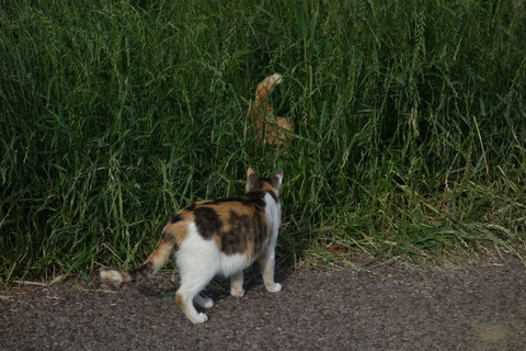 DSC04021
