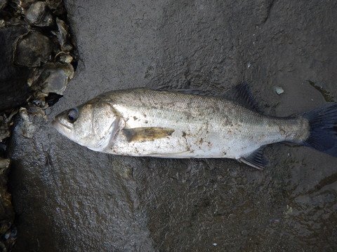 DSCN3817